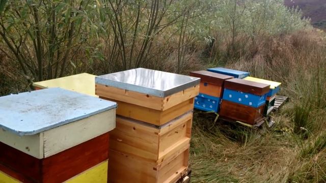 Пчеловодство в Англии. Пчелы на Вереске. 28.08.14 смотреть онлайн