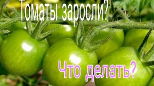 Что делать если томаты заросли. Формирование кустов.