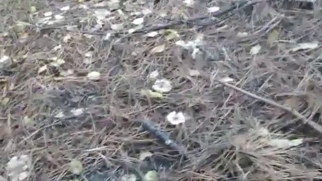 Грибы РЯДОВКА СЕРАЯ видео зимой (Tricholoma portentosum) смотреть онлайн