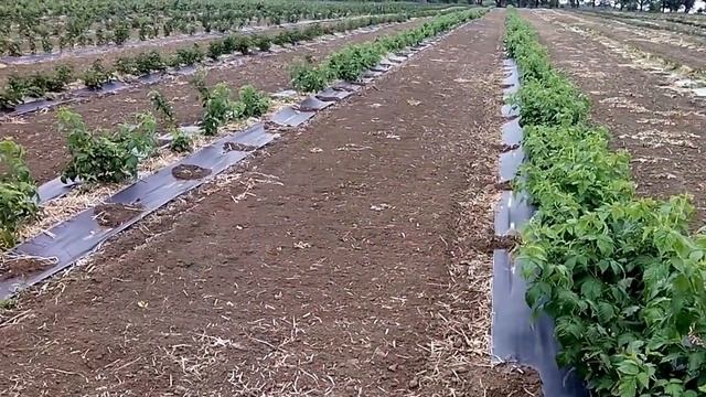 Батькив сад Состояние новых посадок малины и ежевики на 12 сентября 2015г смотреть онлайн
