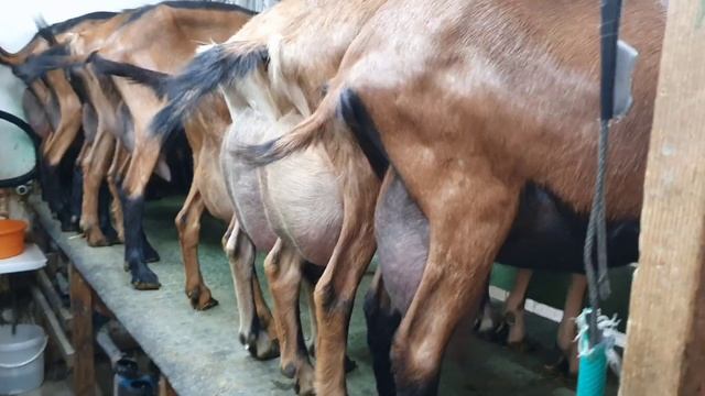 Зачем покрывать козу смотреть онлайн