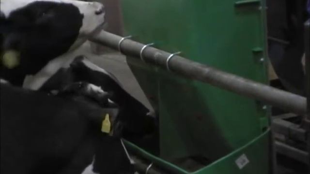 Бункерная кормушка для телят смотреть онлайн