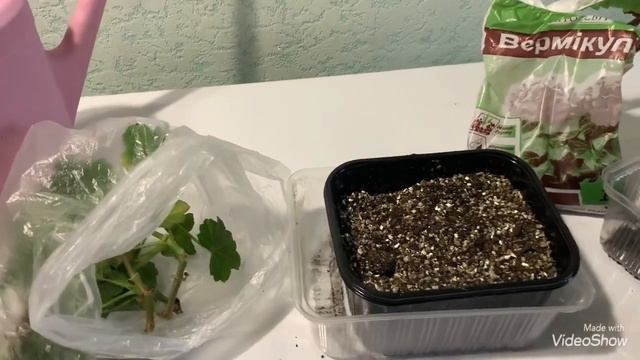 Плющелистная пеларгония. Выбираю черенки и готовлю грунт для укоренения.