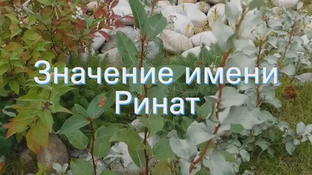 Значение имени Ринат. Толкование, судьба, характер