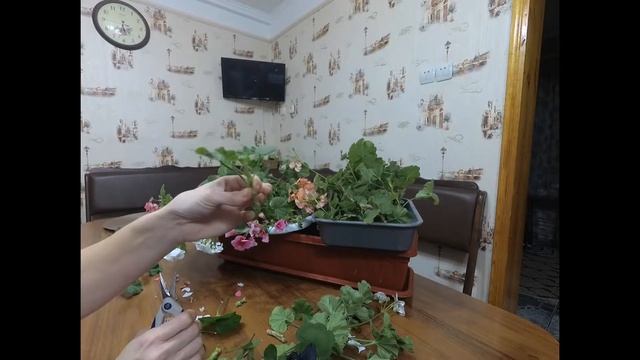 ОСЕННЕЕ ЧЕРЕНКОВАНИЕ ПЕЛАРГОНИИ ДЛЯ СОХРАНЕНИЯ И РАЗМНОЖЕНИЯ. смотреть онлайн