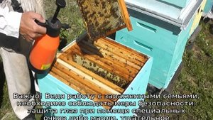 Болезни пчел