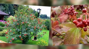 Детям про осень. Красные ягоды