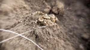 Южнорусский тарантул: царь юга России