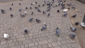 Город Орёл обзор,достопримечательности и квартира за 700р.в сутки