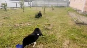 Русско Европейская Лайка в Калуге