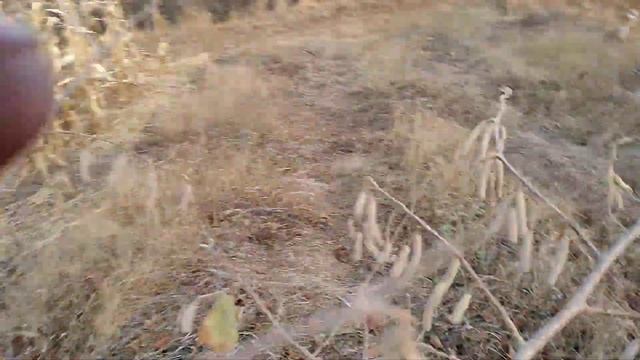 ФУНДУК.Сад фундука.Опылители фундука. смотреть онлайн