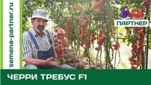 СУМАСШЕДШАЯ УРОЖАЙНОСТЬ!!! ЧЕРРИ ТРЕБУС F1