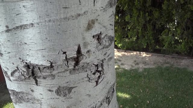 Sony CyberShot DSC-WX9 Video and Picture quality test смотреть онлайн