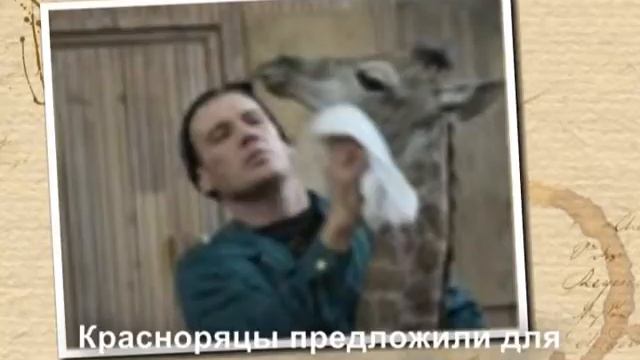 Новорожденному жирафу из «Роева ручья» дали имя смотреть онлайн