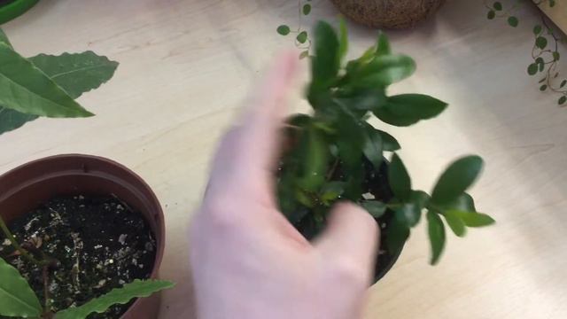 Комнатные растения из Екатеринбурга (часть 4) смотреть онлайн