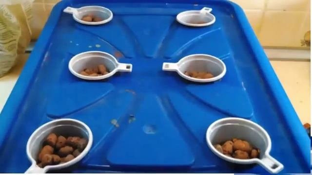 Домашняя гидропонная установка своими руками.