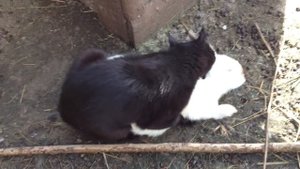 кот и кролик
