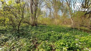 Evening birdsong in the Spring Forest