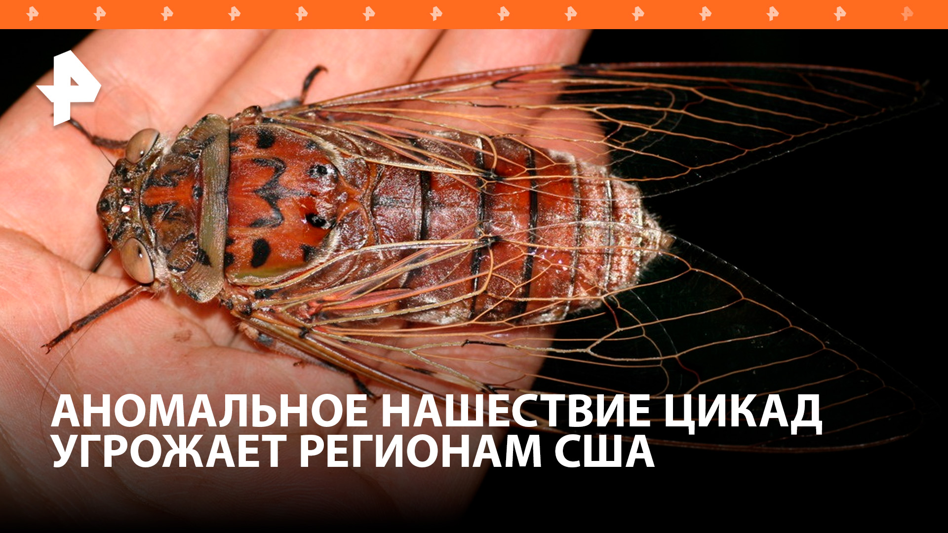 Нашествие триллиона цикад угрожает жителям США / РЕН Новости