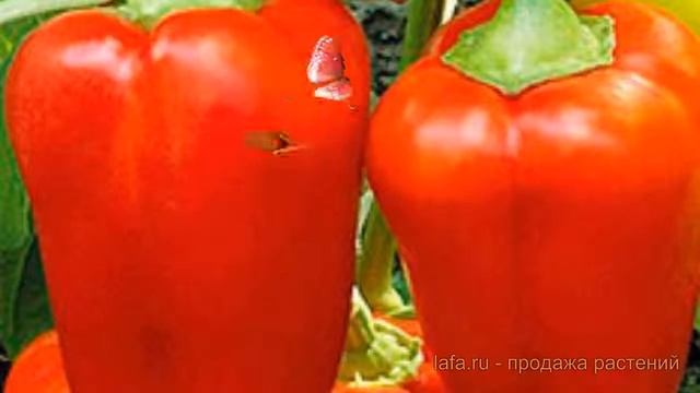 Перец сладкий Князь Серебрянный ? обзор: как сажать, семена перца Князь Серебрянный