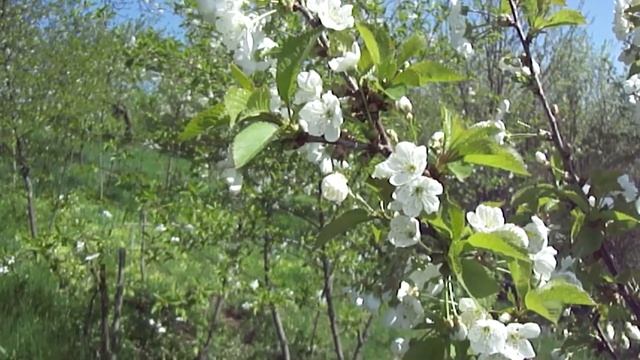 Nostalgia Весенняя природа  Цветущая весна Плодовые деревья и кустарники Полевые цветы Ландшафт