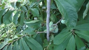 Инжир   i 258  италия 258 20