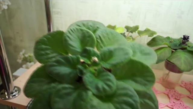 1.Фиалки.Фиалки на стеллаже и на подоконнике. смотреть онлайн