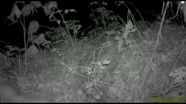 Обитатели национального парка «Таганай» попали в объективы фотоловушек смотреть онлайн