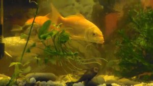 Карп кои и аквариум, удивительная рыбка, аквариумная красота