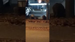 КАБАНЫ в жилом комплексе..кушают желуди