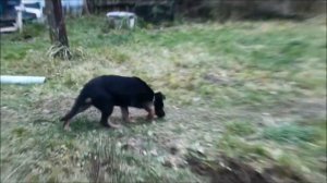 Deutsche Schäferhund Стратегия и куры