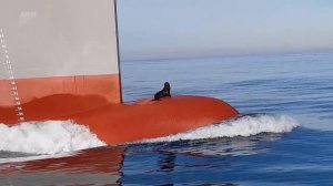 Тюлени-безбилетники забрались на нос судна