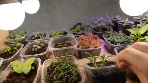 Сортовые пеларгонии. У фуксии скручивается лист.  Рассада для  миксов. Раскрыла секрет эустомы.