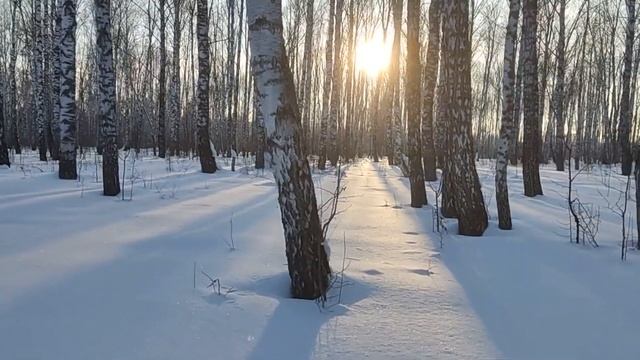 Канадский волк - гибрид. Начало весны смотреть онлайн