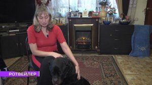 Собаки и люди: порода ротвейлер