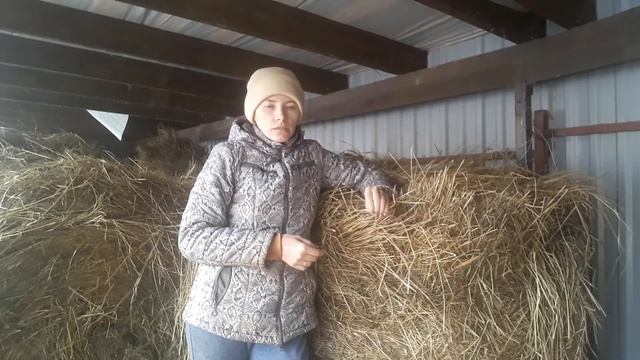 Сколько сена надо на зимний период корове? смотреть онлайн