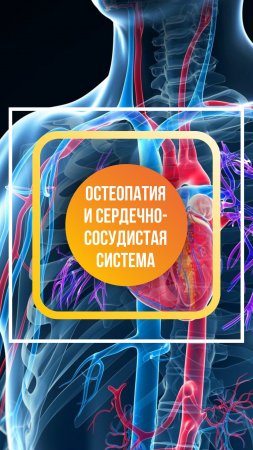 Остеопатия и сердечно-сосудистая система