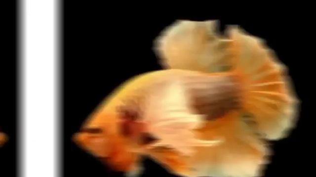 Рыба-петушок эдит смотреть онлайн