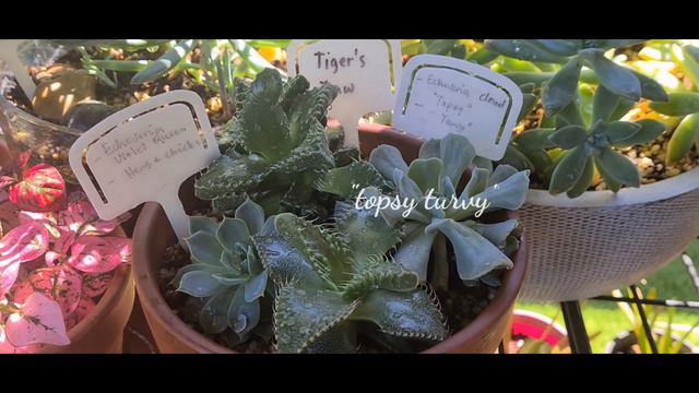 LIFE IN AUSTRALIA:MY SUCCULENT & PLANT COLLECTION/STRESS RELIEVER смотреть онлайн