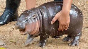 ТАЙСКИЙ БЕГЕМОТИК, КОТОРЫЙ УДИВИЛ ВЕСЬ МИР!