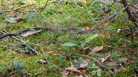 Natrix natrix, или уж обыкновенный