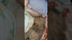 Пикинез злиться и кусается