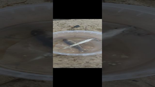 Удачный улов на рыбалке!!!! 🥳🥳🥳🥳🐟🐟🐟🐟, мы поймали 2 рыбы, себель и бычок. смотреть онлайн