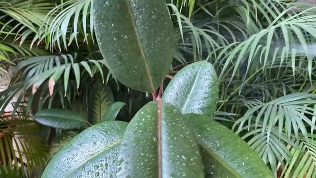 Rubber Plant/ Ficus Elastica/Care & Propagation/indoor outdoor plant/Easiest plant to grow