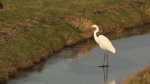 Чапля большая, белая.