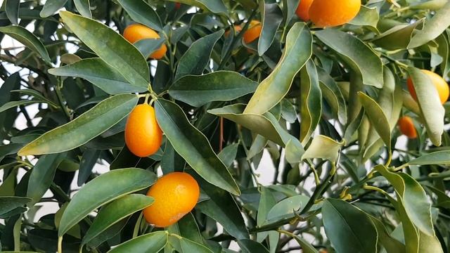 Кумкват | Жизнь в Адлере