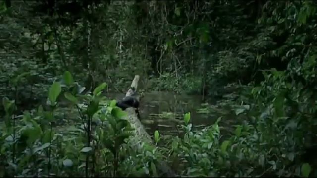 Приколы с животными, очень смешно это надо видеть смотреть онлайн