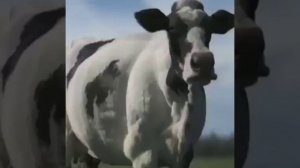 Весёлые коровы