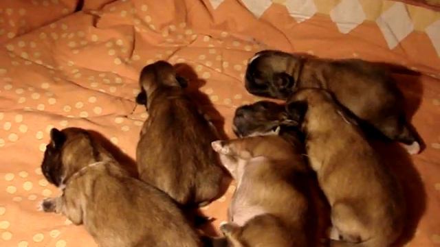 Our pekingese puppies born 20.03.08 смотреть онлайн