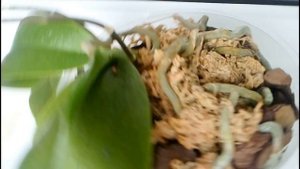 Цитокининовая паста и ее последствия